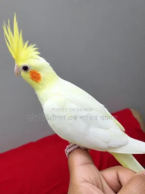 Cockatiel Lutino Red-Eye Tame Bird