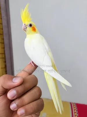 Cockatiel Lutino Red-Eye Tame Bird