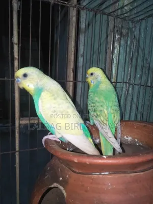 One Pair of Birds with Cage for Sale