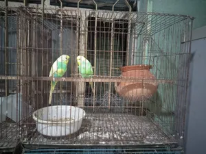 One Pair of Birds with Cage for Sale