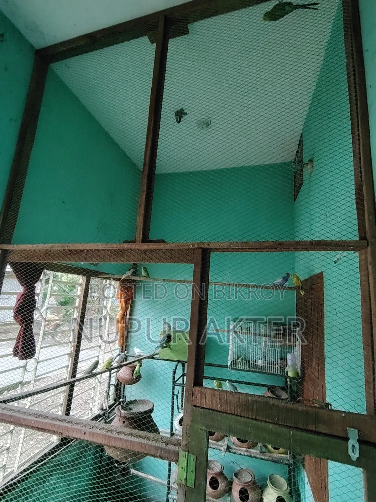 বাজরিখা পাখি