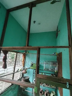 বাজরিখা পাখি