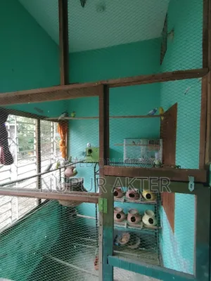 বাজরিখা পাখি