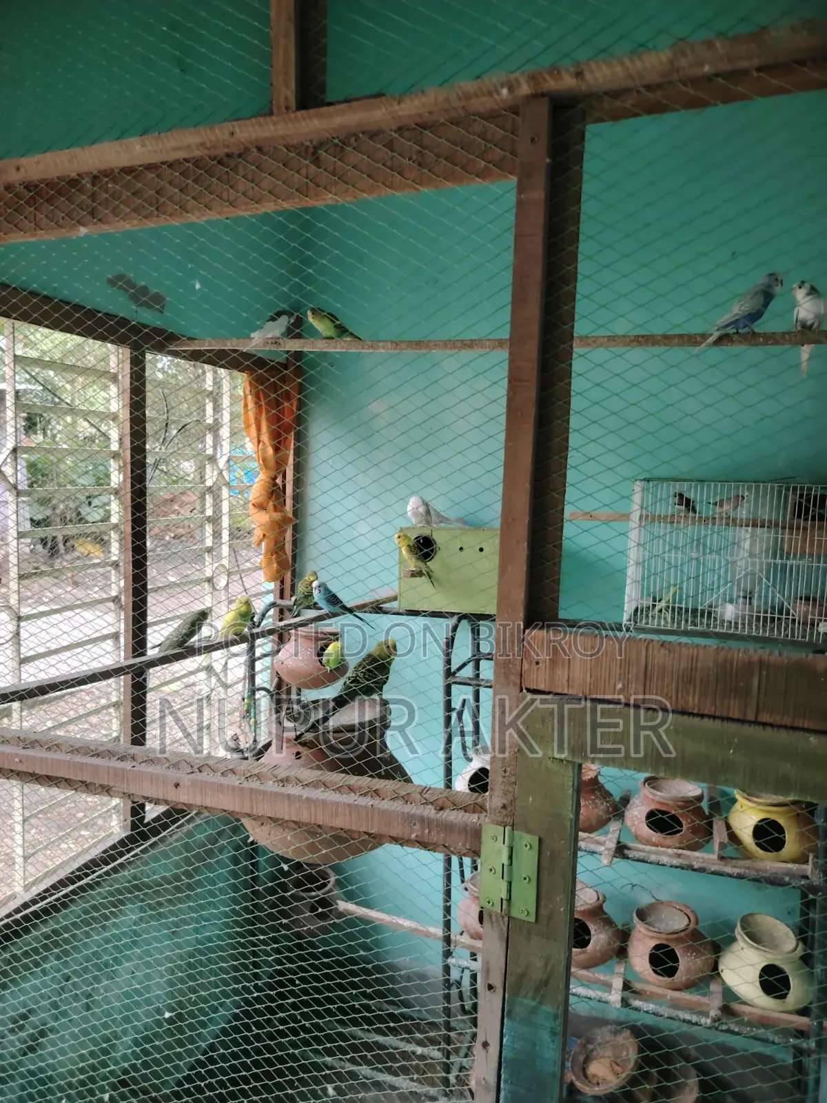 বাজরিখা পাখি