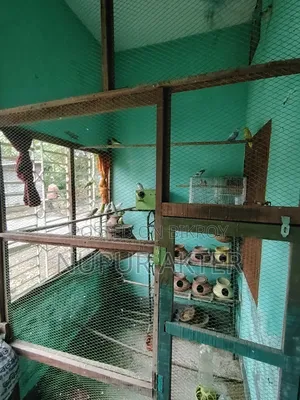 বাজরিখা পাখি