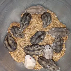 Tiger-Hamster