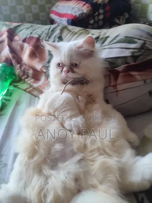 3-6 Months Male Purebred Persian Cat
