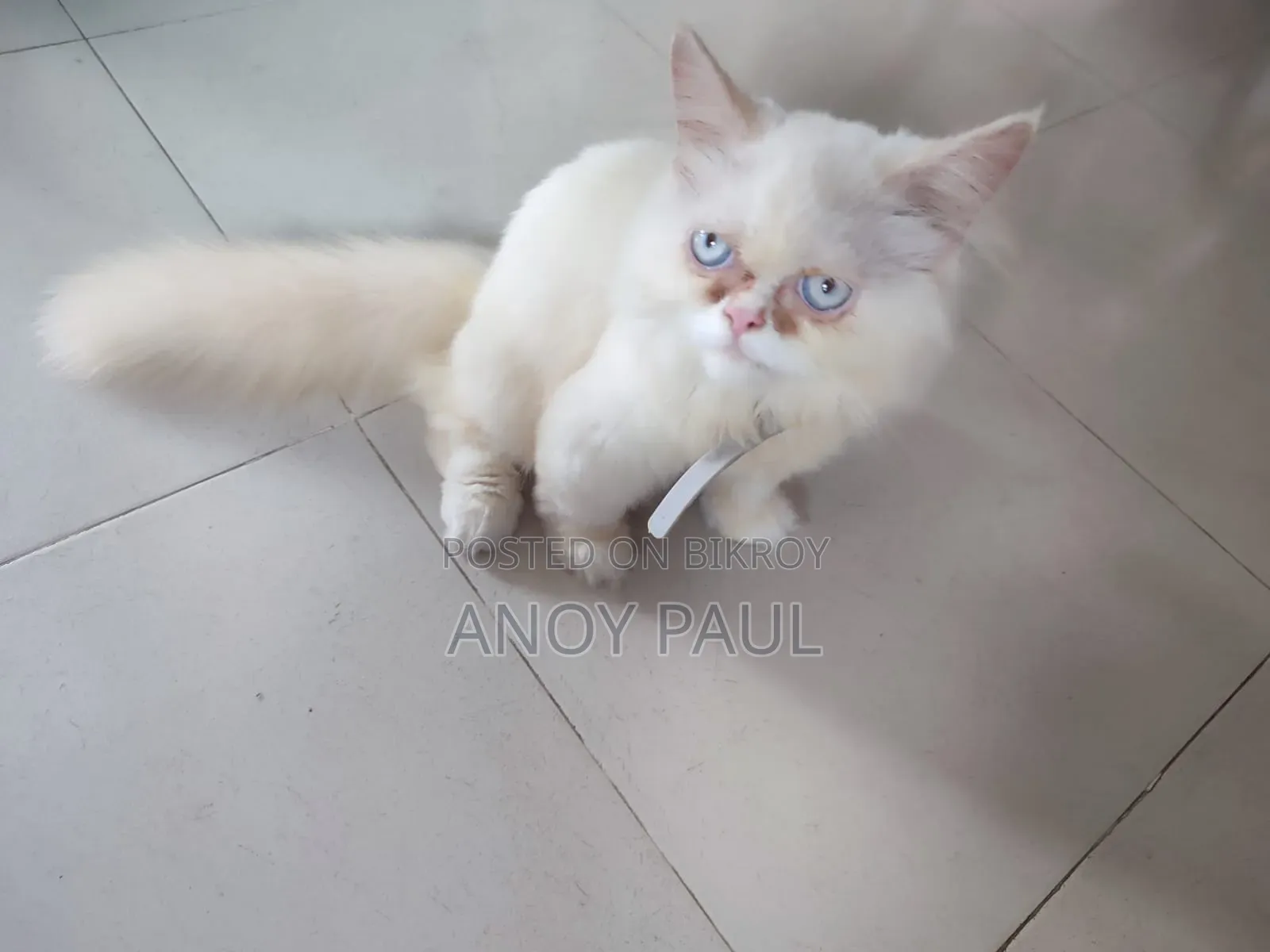3-6 Months Male Purebred Persian Cat