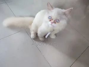 3-6 Months Male Purebred Persian Cat
