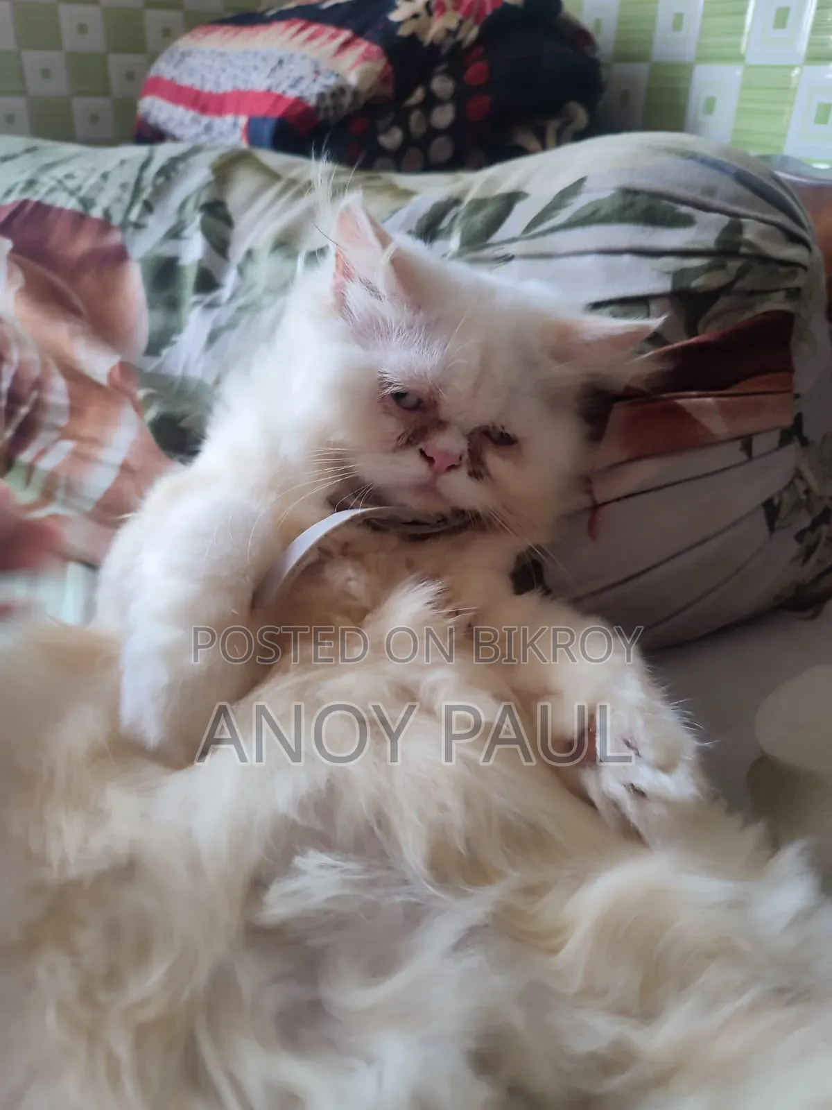 3-6 Months Male Purebred Persian Cat