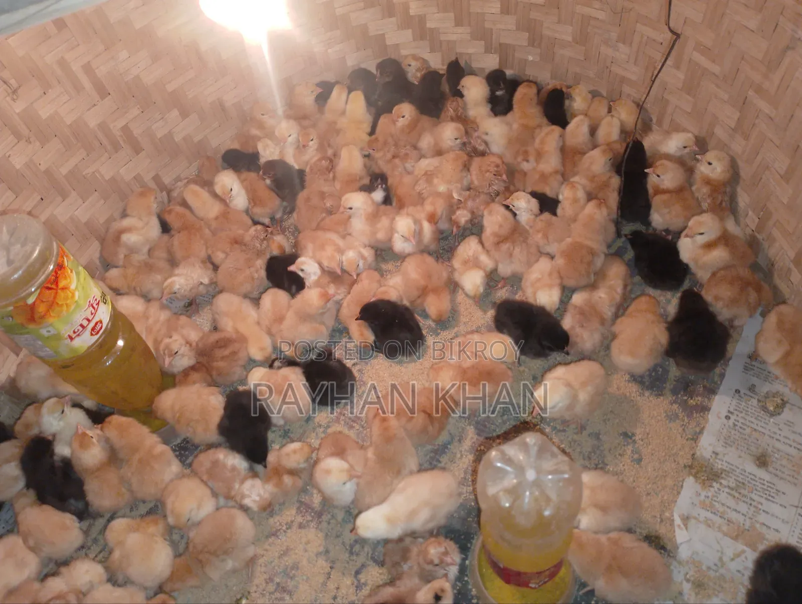 Tiger Rooster chicks will be sold