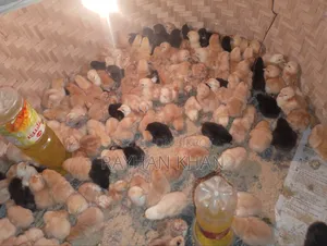 Tiger Rooster chicks will be sold