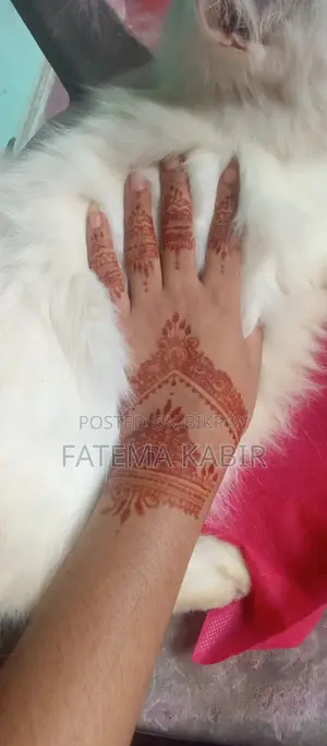 6-12 months Female Purebred Persian