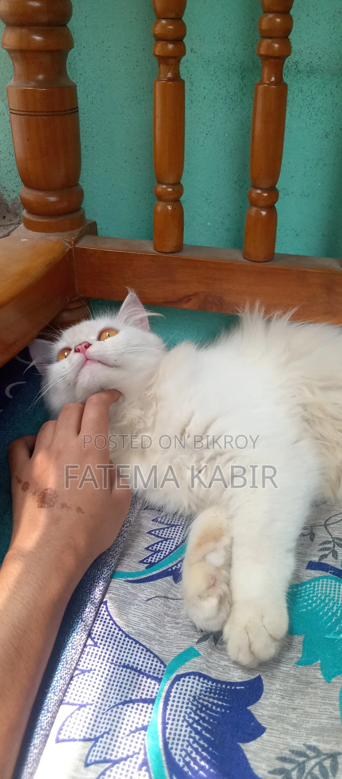 6-12 months Female Purebred Persian