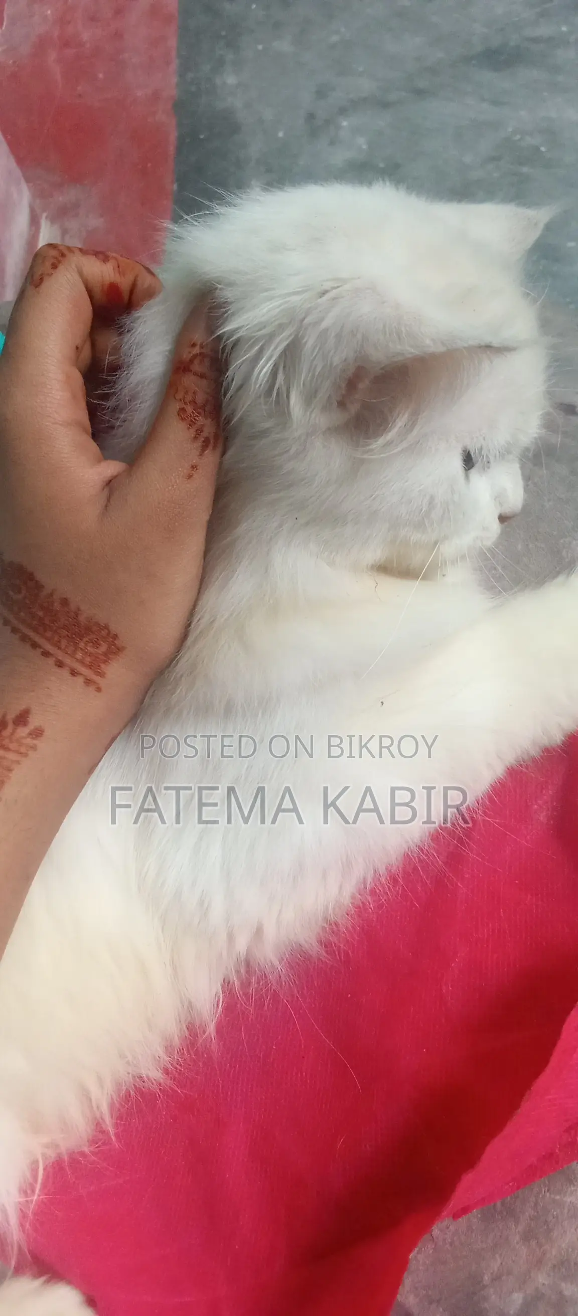 6-12 months Female Purebred Persian