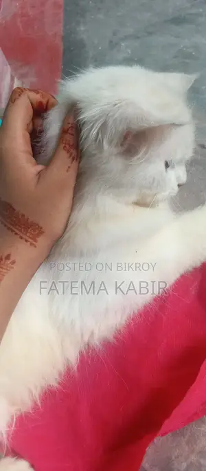 6-12 months Female Purebred Persian