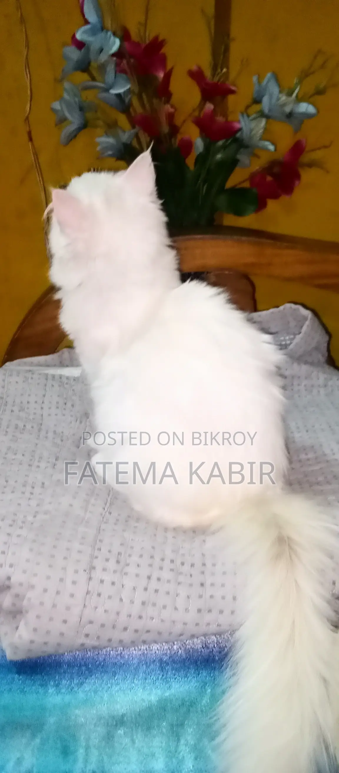 6-12 months Female Purebred Persian