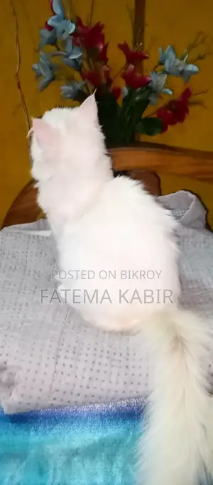 6-12 months Female Purebred Persian