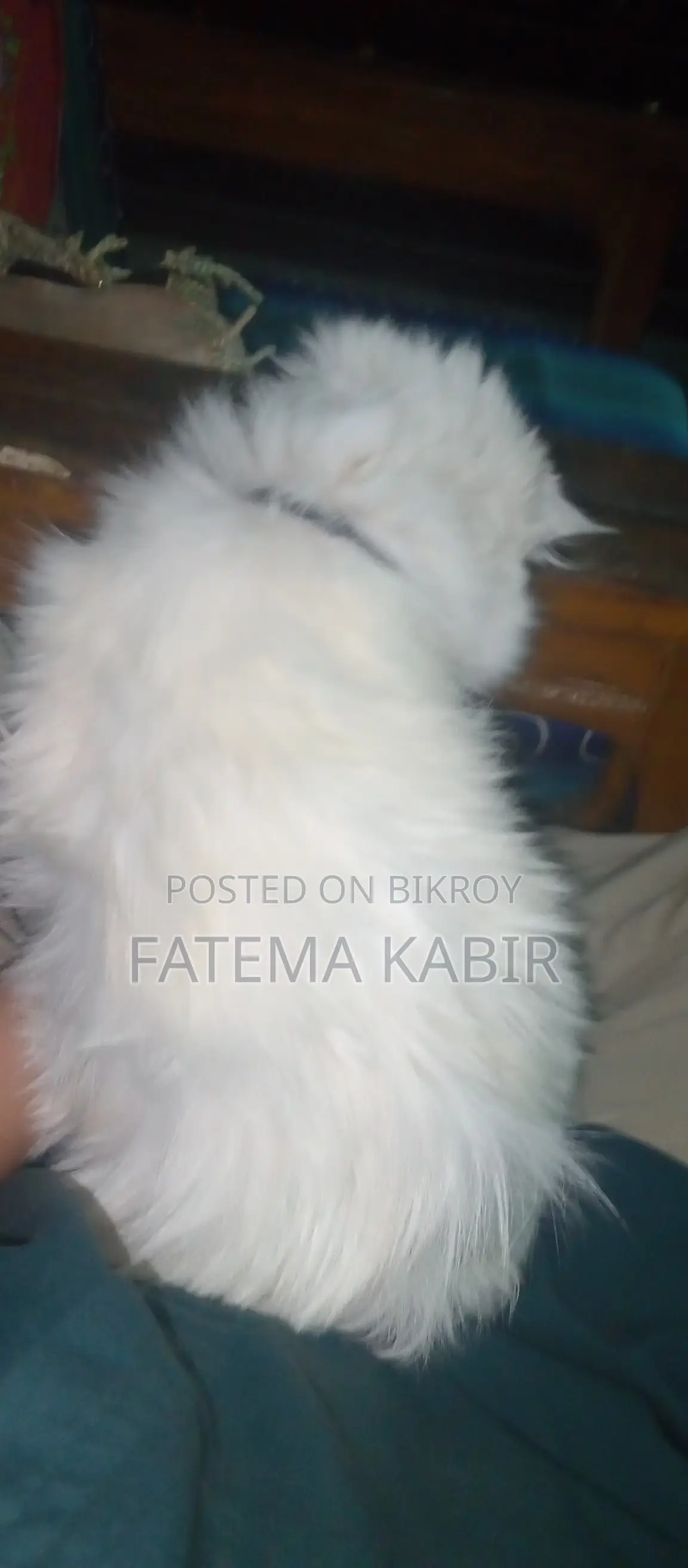 6-12 months Female Purebred Persian