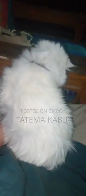 6-12 months Female Purebred Persian