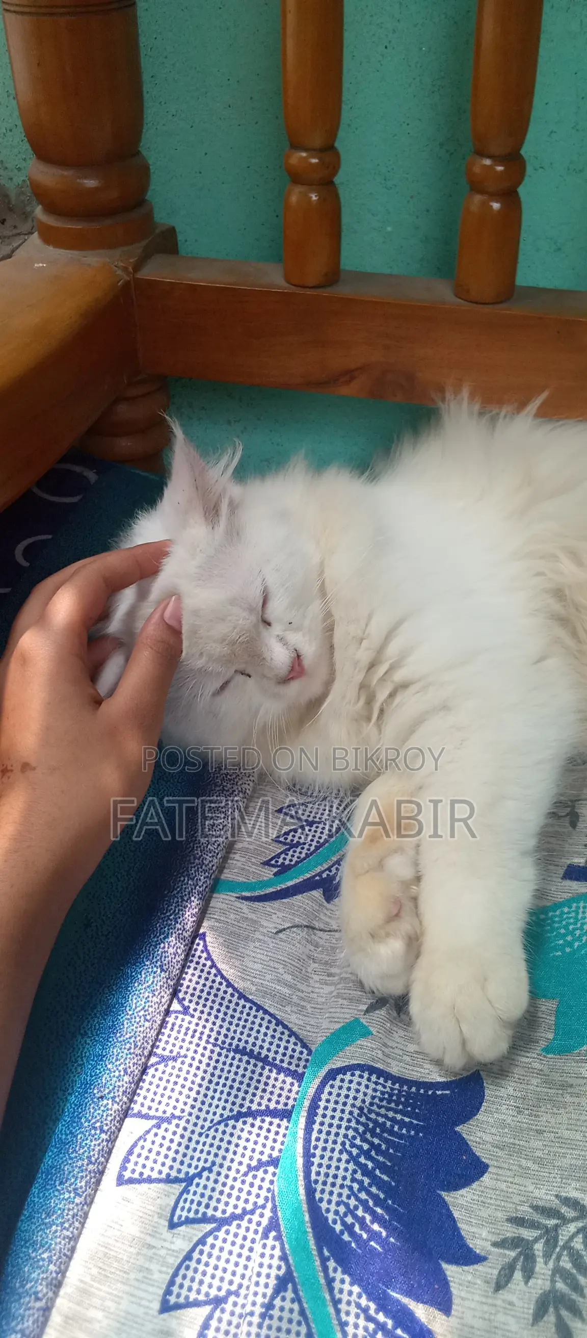 6-12 months Female Purebred Persian