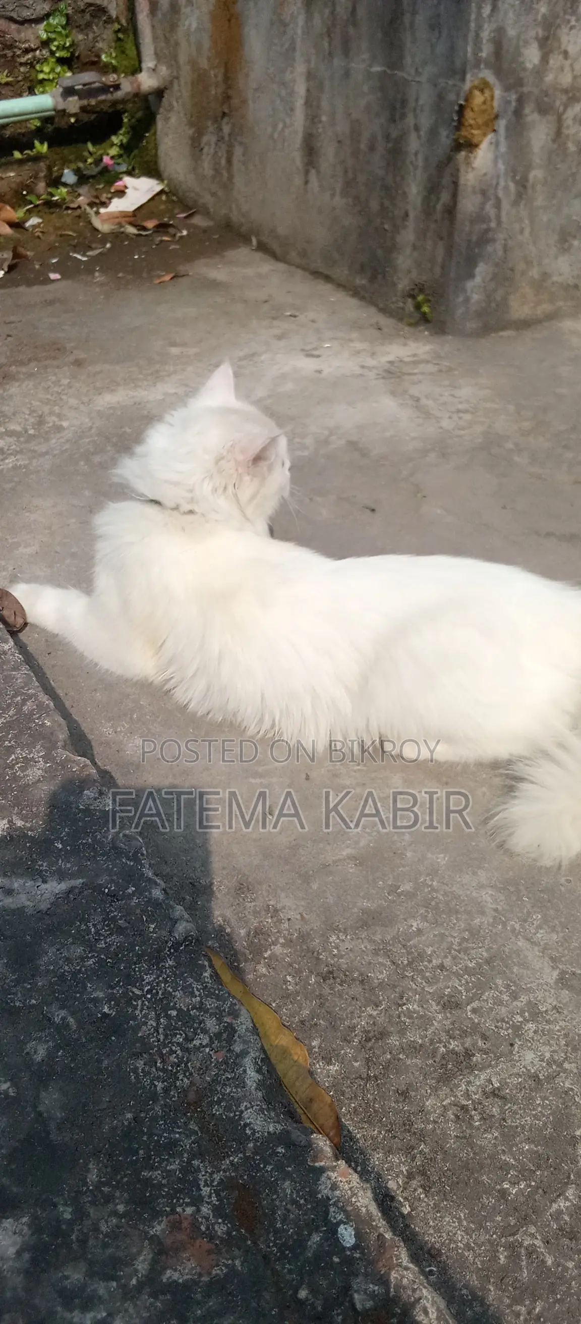 6-12 months Female Purebred Persian