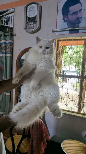 3-6 months Female Purebred Persian
