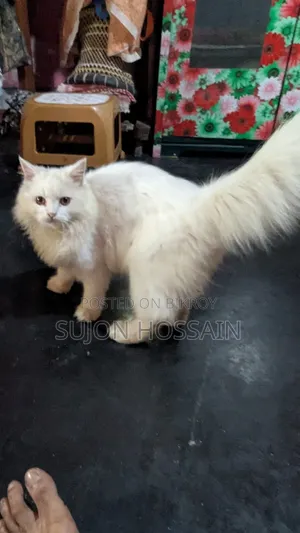 3-6 months Female Purebred Persian