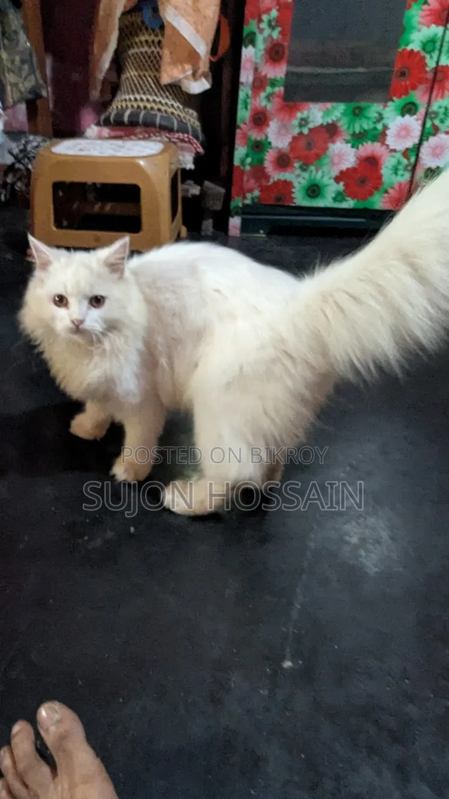 3-6 months Female Purebred Persian