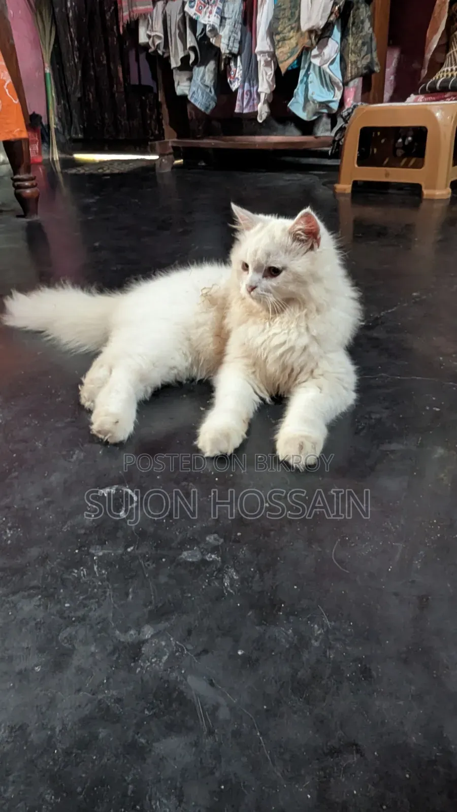 3-6 months Female Purebred Persian