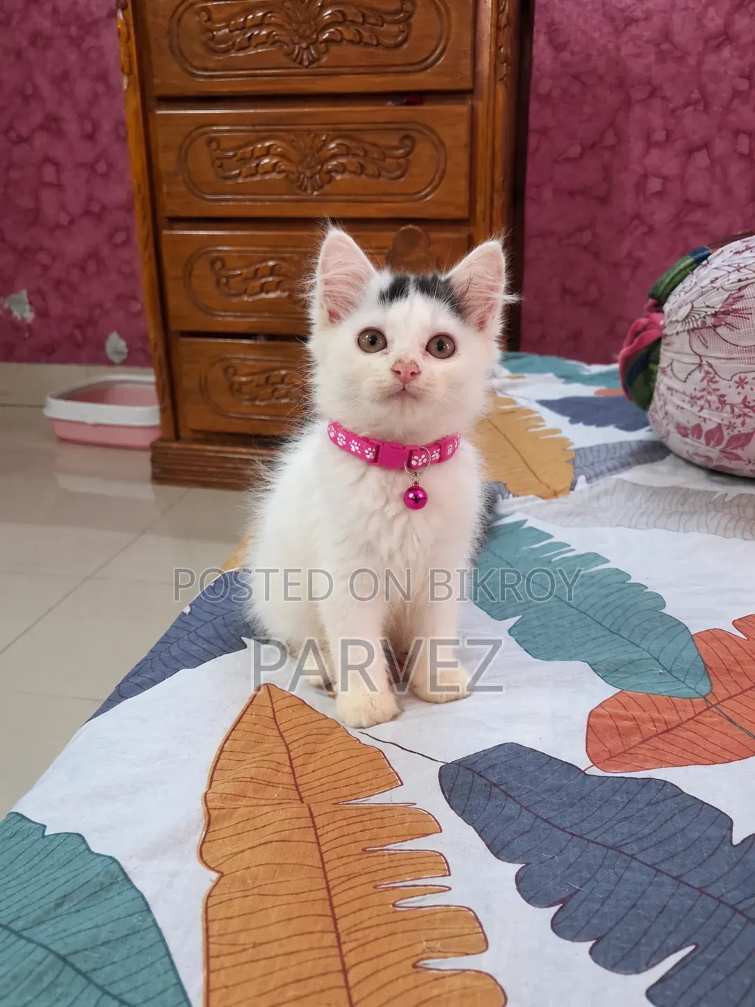 1-3 months Male Purebred Persian