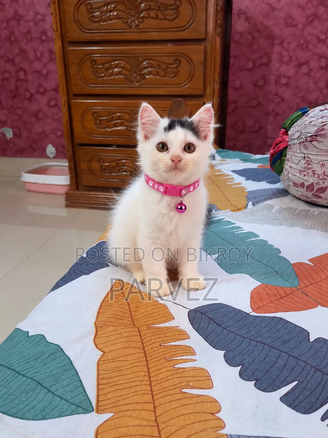 1-3 months Male Purebred Persian