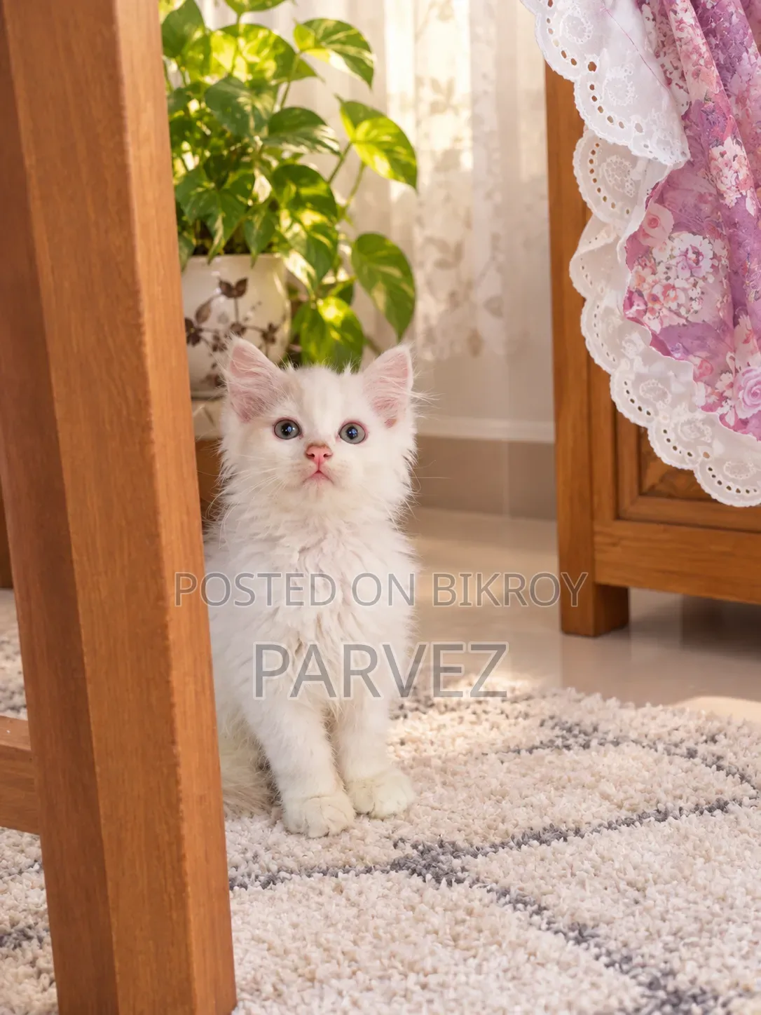 1-3 months Male Purebred Persian