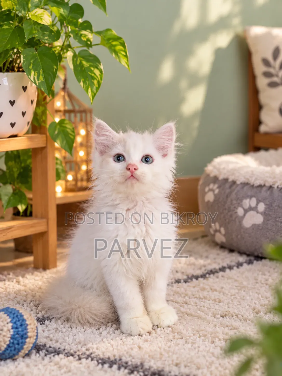 1-3 months Male Purebred Persian
