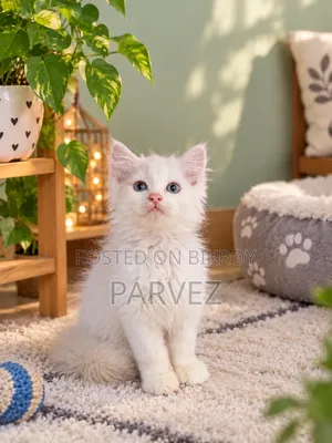 1-3 months Male Purebred Persian
