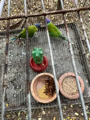 Hiramoni Parrot