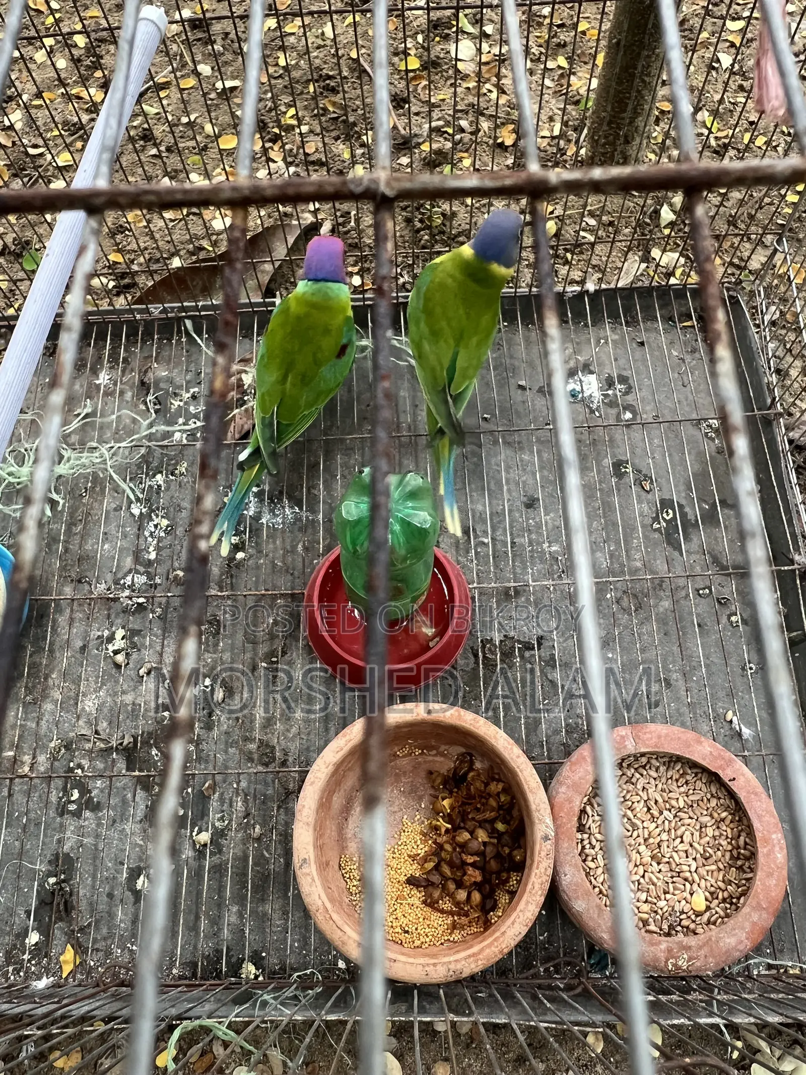 Hiramoni Parrot