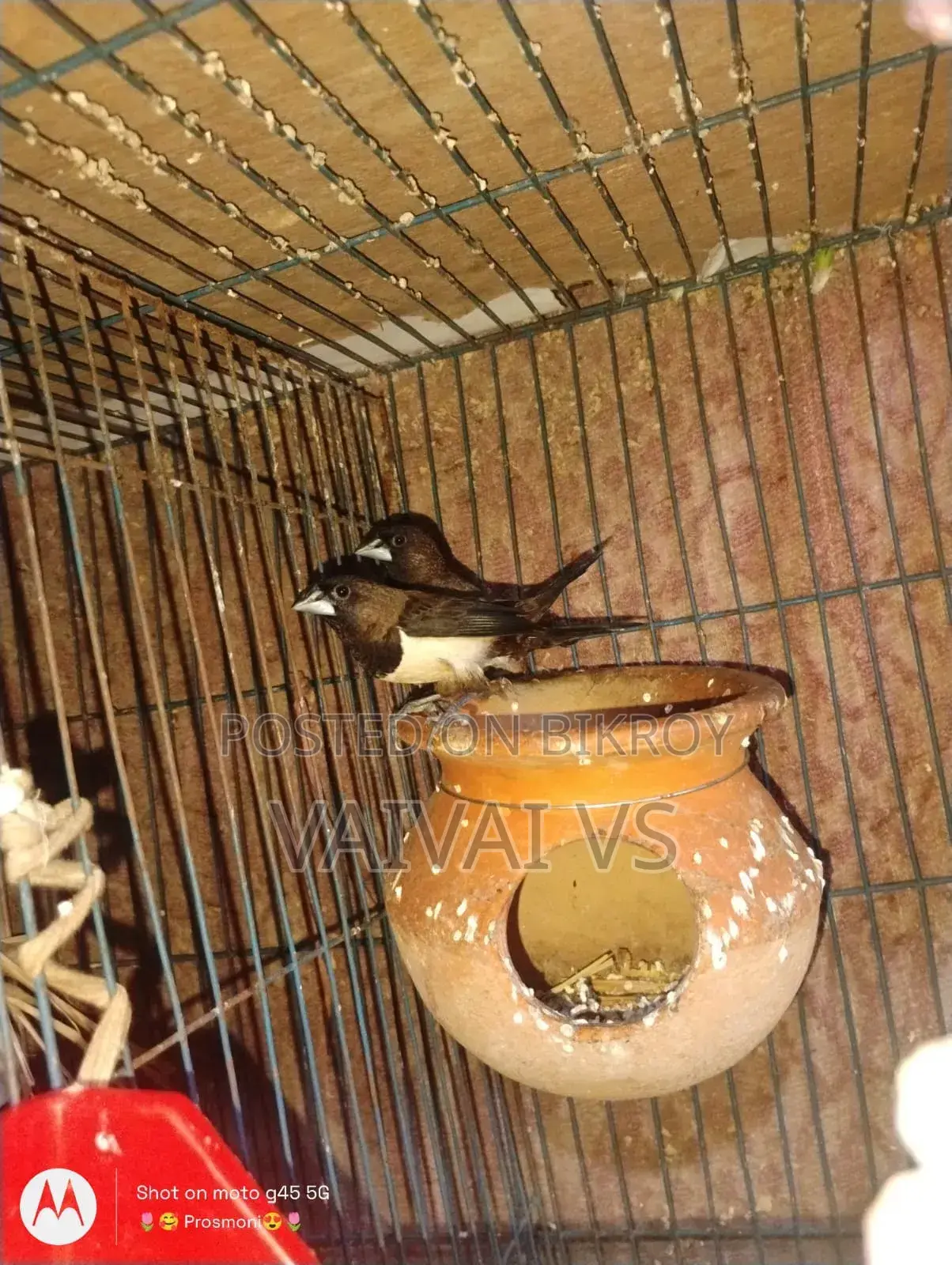এক জোড়া সুস্থ ও অ্যাক্টিভ সোসাইটি ফিঞ্চ পাখি বিক্রি হবে