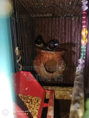 এক জোড়া সুস্থ ও অ্যাক্টিভ সোসাইটি ফিঞ্চ পাখি বিক্রি হবে