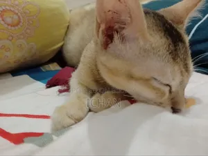 1-3 months Female Mixed Breed Bengal