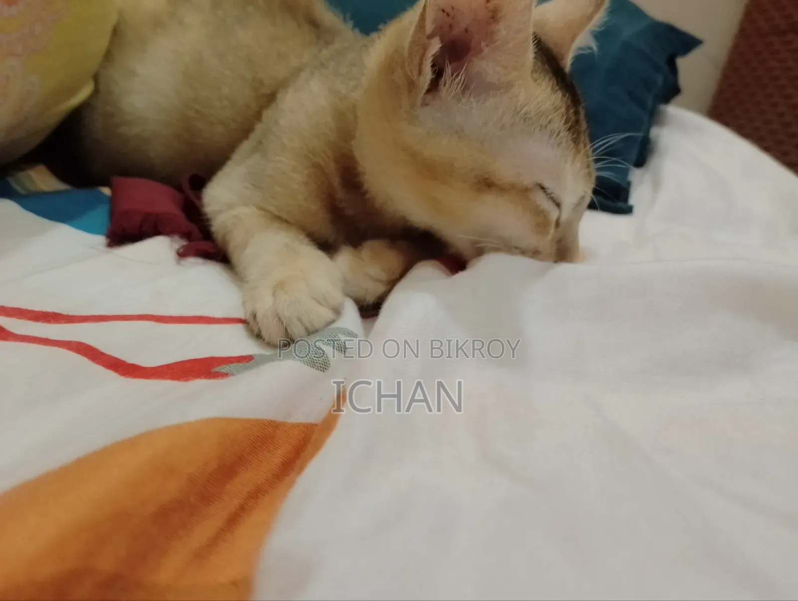 1-3 months Female Mixed Breed Bengal