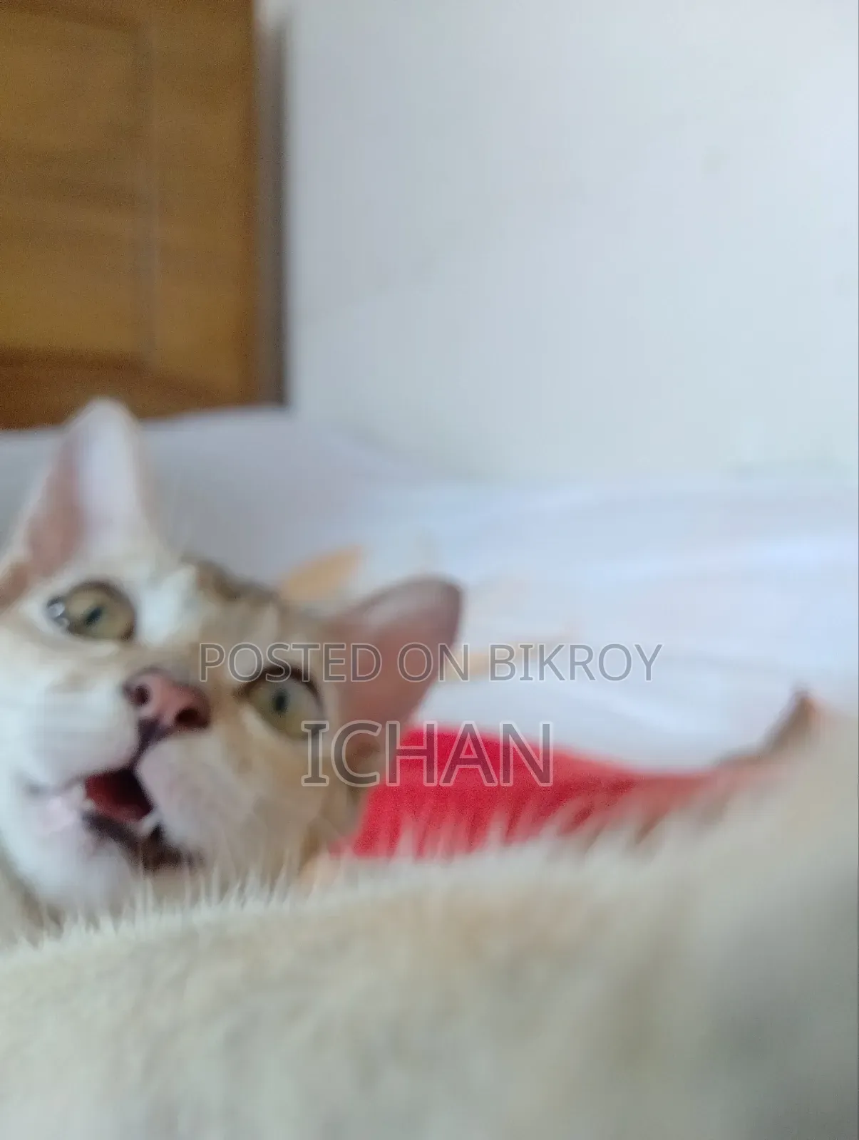 1-3 months Female Mixed Breed Bengal
