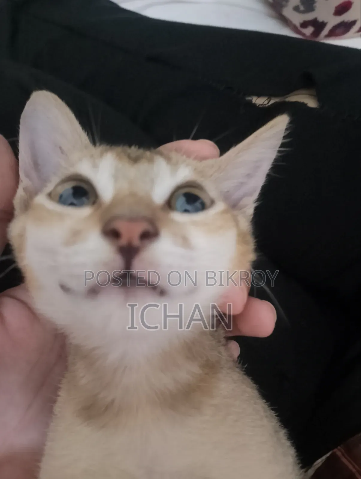 1-3 months Female Mixed Breed Bengal