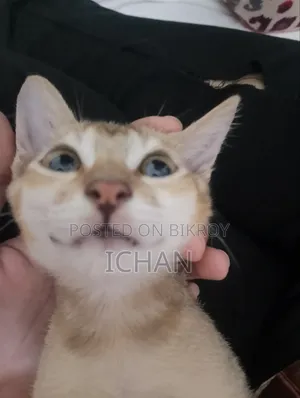 1-3 months Female Mixed Breed Bengal