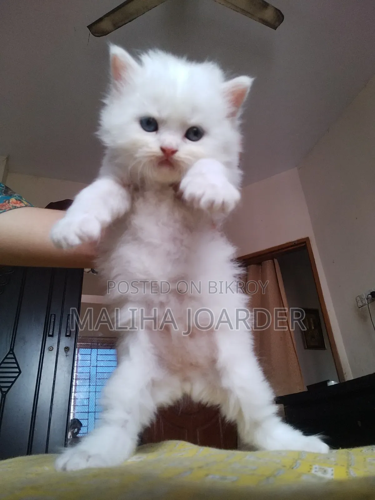 0-1 Month Male Purebred Persian