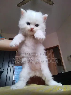 0-1 Month Male Purebred Persian
