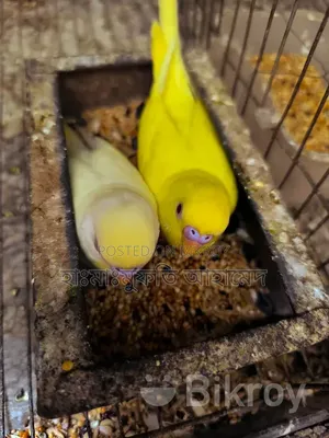 কিছু বাজিগর পাখি বিক্রি করা হবে