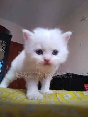 0-1 Month Male Purebred Persian