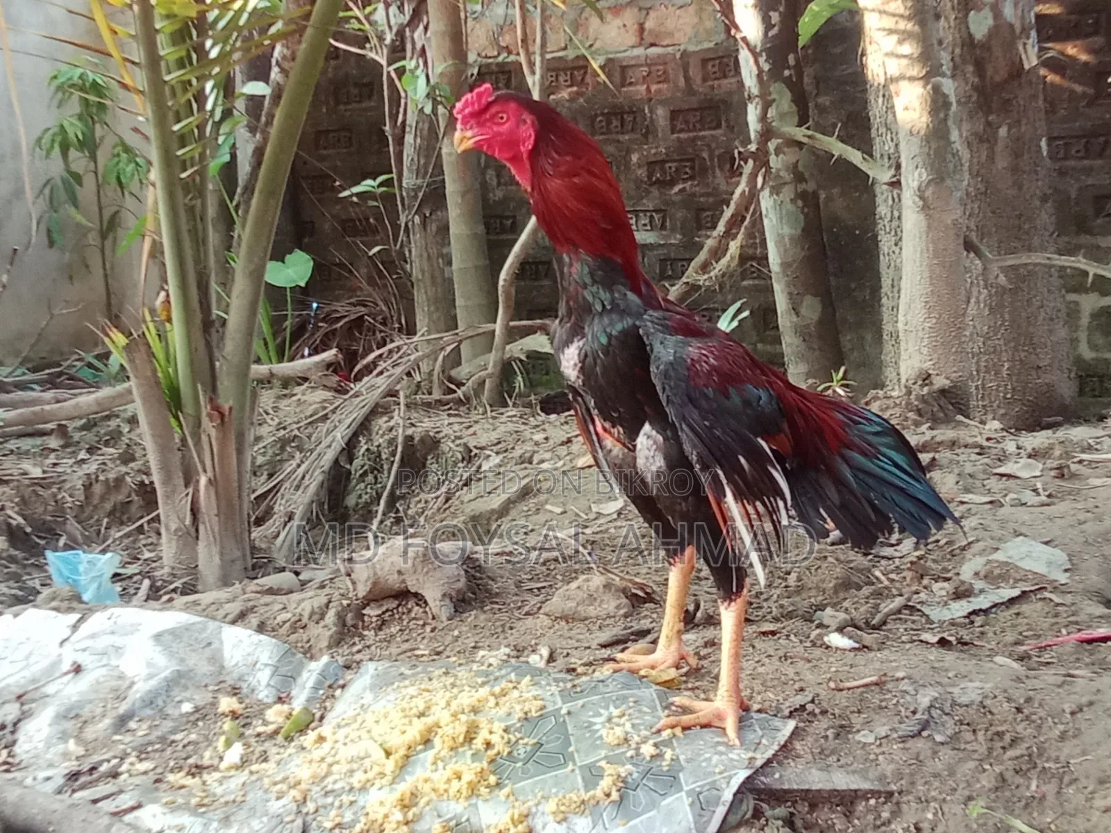 Aseel Rooster Big Size