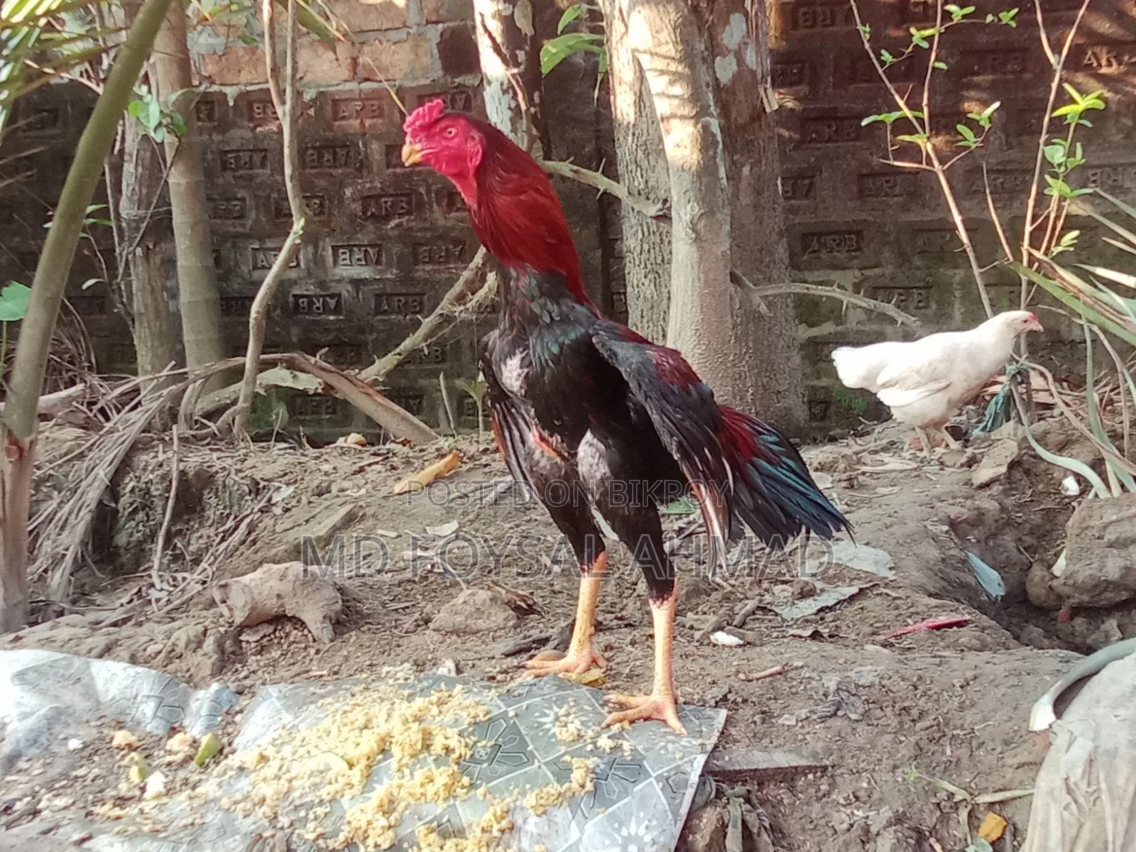 Aseel Rooster Big Size